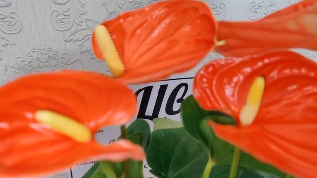 Антуриум Сиерра Оранж / Anthurium Sierra Orange диаметр горшка 14 см высота 50см смотреть онлайн