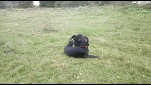 Щенок американского кокер спаниеля 2 5 месяца