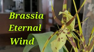 Brassia Eternal Wind очередное цветение.