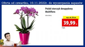 LIDL | Oferta od Czwartku 10.11.2022 | Kwiaciarnia Lidla