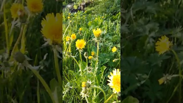 1. Пленэр Ветки, растения, цветы подбор натуры смотреть онлайн