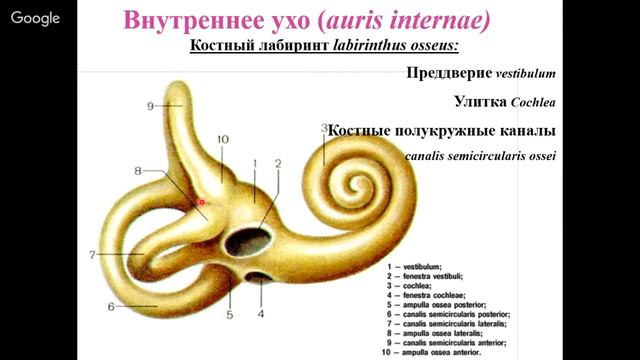 Нервная система. Анализаторы