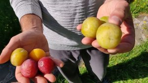 Сорт сливы Ранняя жёлтая и дегустация ранних сортов сливы.Московская обл. 28.08 2020г