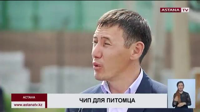 Ветслужба столицы планирует чипировать 6 тыс. собак и кошек смотреть онлайн