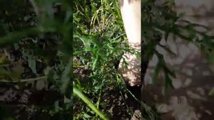 выкуривание крота