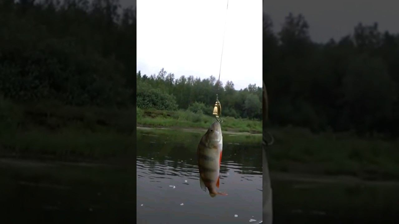 Окунь на bluefox #окунь #щука #рыбалка смотреть онлайн