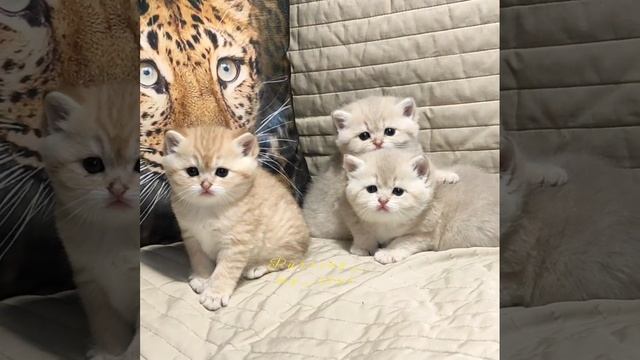 Золотые котята? (BRI) голубое золото