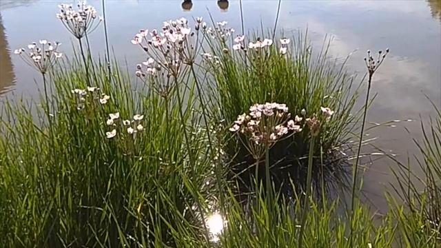 Прогулки на пенсии: Сусак зонтичный смотреть онлайн