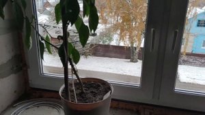 Эксперимент. Часть 1. Зимовка перца. Перец многолетнее растение да или нет.