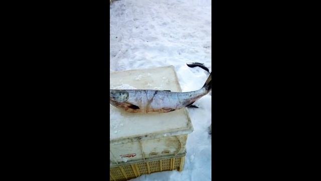 КАК ХРАНИТЬ РЫБУ. ЛУЧШИЙ СПОСОБ | ГЛАЗИРОВКА РЫБЫ