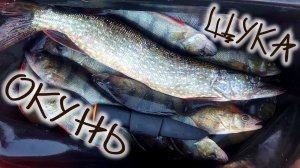 огромная стая окуня и щука, удачная рыбалка на спиннинг