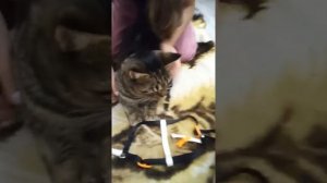 Как пользоваться шлейкой для котов,как правильно одевать шлейку на кота