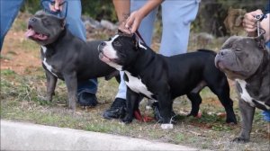 Американский булли, dogs, american bully