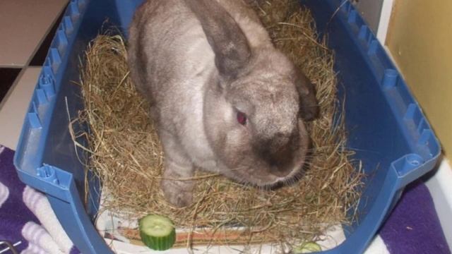 Можно ли давать кроликам свежие огурцы и листья смотреть онлайн