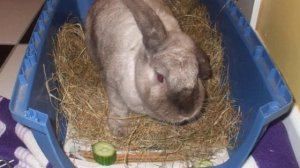 Можно ли давать кроликам свежие огурцы и листья