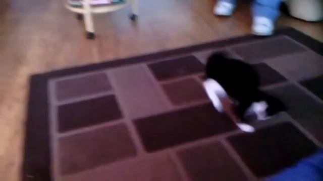 Коты и ковры) смотреть онлайн