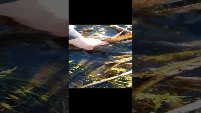 щуку отпускаем в свою стихию. смотреть онлайн