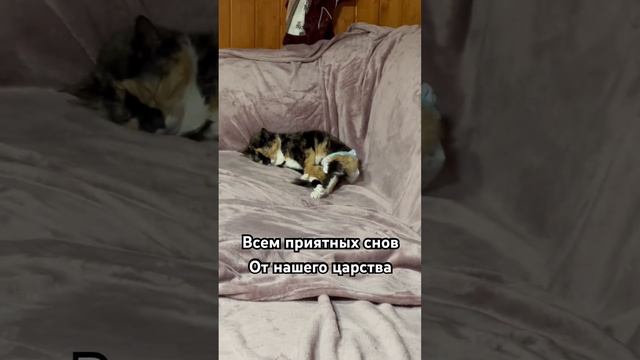 Не забудьте подписаться, может завтра заберете у меня питомца себе. #кошки #животные