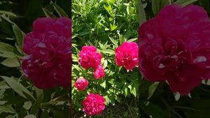 цветение пионов старый сорт