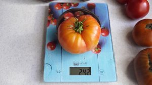 Томат Страйпд Герман (Striped German).  Вкусный томат биколор!