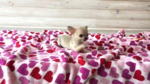 ЭКСТРА-МИНИ щенок чихуахуа ❤️?