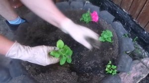 Высаживаем рассаду петуньи в открытый грунт на постоянное место