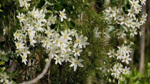 Spring, Wild Winds, Clematis, Bluebells, Cherry, Cabbage Trees - New Zealand Landscape #4k #uhd