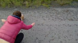 Померанский шпиц Коди на прогулке