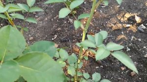 Как отличить шиповник от розы!