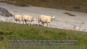 Значение имени Роман. Толкование, судьба, характер