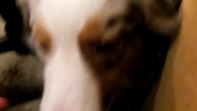 Как играют Австралийские Овчарки? Australian Shepherd playing with favorite toy.