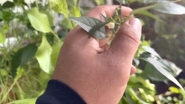 Огород на балконе в прохладном сентябре