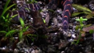 #Aquarium. Акантофтальмус и макробрахиум.