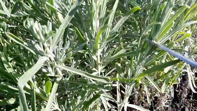 Осенняя обрезка лаванды. смотреть онлайн