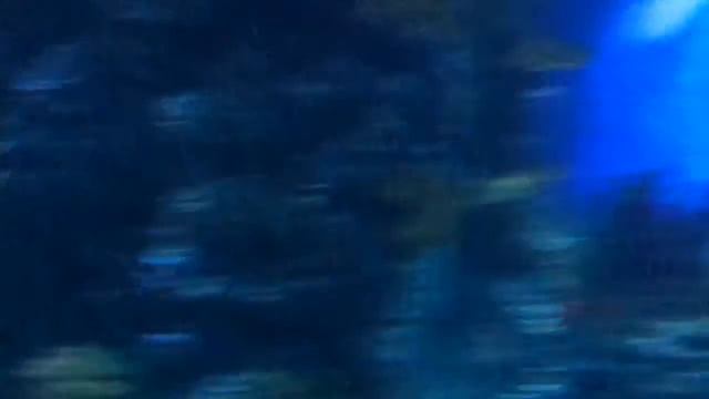 Барсик и океанариум!! смотреть онлайн