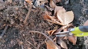 Осенняя обрезка молодой метельчатой гортензии. #дача#сад#гортензия#обрезка