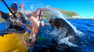 Морской Котик Шлепает Человека Осьминогом! ЧТО ТУТ ВООБЩЕ ПРОИСХОДИТ? Seal Slaps Man With An Octopus