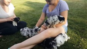 Mini aussie puppies 5 weeks