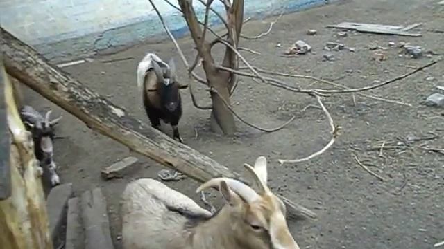 Как разговаривают камерунские козы) Беня в гареме. смотреть онлайн