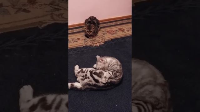 Шотландские коты смотреть онлайн