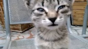 котёнок говорит Мама)
