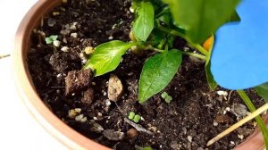 Rucola Coltivata. Eruca sativa. Рукола Колтивата. Выращивание руколы в горшке.