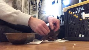 Кормление пискунов в ручную
