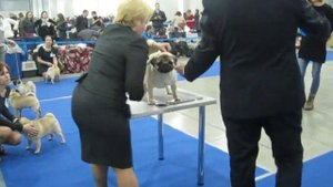 ЕВРАЗИЯ 2014, судья Фабиан Даза (Колумбия). Ред Лейбл CW, ОП1, ЛБК!