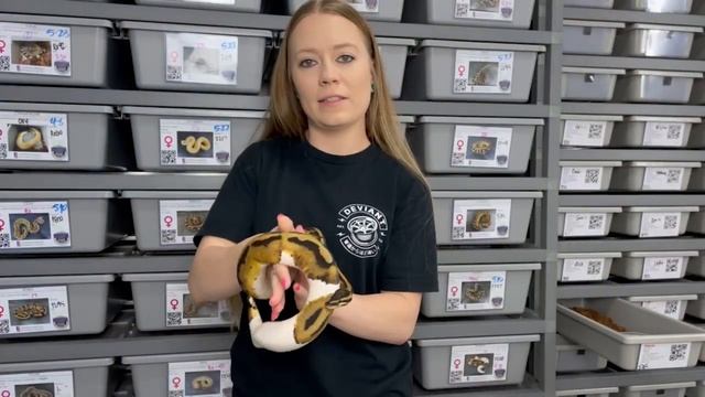 Last 4 Ball Python Hatchlings from 2021!