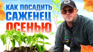 Как правильно посадить саженец осенью? / Илья Макаров