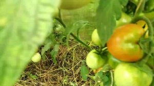 Смешанные посадки в теплице.