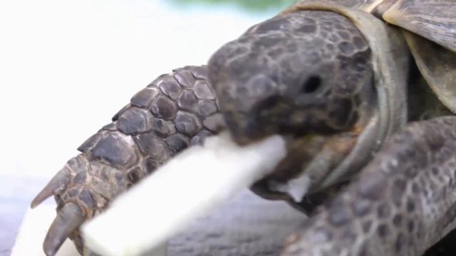 TURTLE EATING KALRABI ASMR | ЧЕРЕПАХА ЕСТ КАЛЬРАБИ | Animals ASMR #34 смотреть онлайн