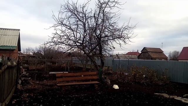 ловля певчих птиц. Catching Songbirds! реплы, щеглы, чижи