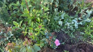 Прогулка по саду 24.07.23 цветение роз